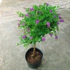 Cây Chuỗi Ngọc Tím Siêu Bông 3 Năm Tuổi - Cảnh Sân Vườn Giá 150.000 VND 7