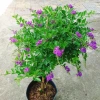 Cây Chuỗi Ngọc Tím Siêu Bông 3 Năm Tuổi - Cảnh Sân Vườn Giá 150.000 VND 8