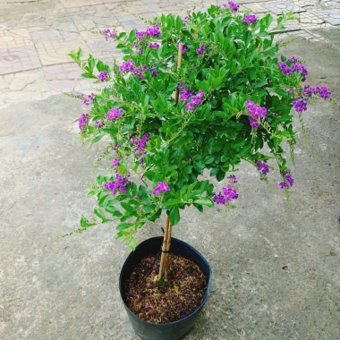 Cây Chuỗi Ngọc Tím Siêu Bông 3 Năm Tuổi - Cảnh Sân Vườn Giá 150.000 VND