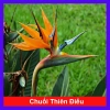 Cây Chuối Thiên Điểu - Cây cảnh, trồng sân vườn, cắm hoa, chỉ 45.000đ (giá gốc 54.900đ)