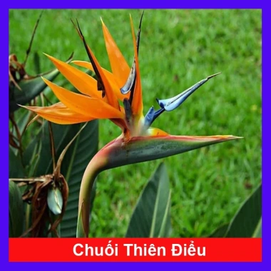 Cây Chuối Thiên Điểu - Cây cảnh, trồng sân vườn, cắm hoa, chỉ 45.000đ (giá gốc 54.900đ)