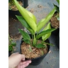 Cây Chuối Thiên Điểu - Cây cảnh, trồng sân vườn, cắm hoa, chỉ 45.000đ (giá gốc 54.900đ) 2