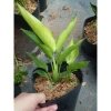 Cây Chuối Thiên Điểu - Cây cảnh, trồng sân vườn, cắm hoa, chỉ 45.000đ (giá gốc 54.900đ) 3