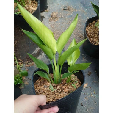 Cây Chuối Thiên Điểu - Cây cảnh, trồng sân vườn, cắm hoa, chỉ 45.000đ (giá gốc 54.900đ)