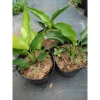 Cây Chuối Thiên Điểu - Cây cảnh, trồng sân vườn, cắm hoa, chỉ 45.000đ (giá gốc 54.900đ) 4