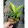 Cây Chuối Thiên Điểu - Cây cảnh, trồng sân vườn, cắm hoa, chỉ 45.000đ (giá gốc 54.900đ) 5