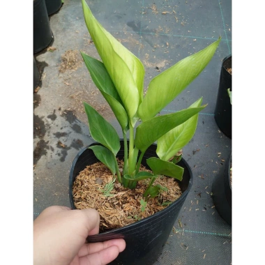 Cây Chuối Thiên Điểu - Cây cảnh, trồng sân vườn, cắm hoa, chỉ 45.000đ (giá gốc 54.900đ)