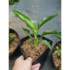 Cây Chuối Thiên Điểu - Cây cảnh, trồng sân vườn, cắm hoa, chỉ 45.000đ (giá gốc 54.900đ) 6