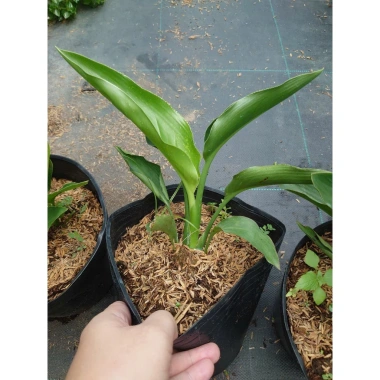 Cây Chuối Thiên Điểu - Cây cảnh, trồng sân vườn, cắm hoa, chỉ 45.000đ (giá gốc 54.900đ)