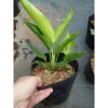 Cây Chuối Thiên Điểu - Cây cảnh, trồng sân vườn, cắm hoa, chỉ 45.000đ (giá gốc 54.900đ) 7