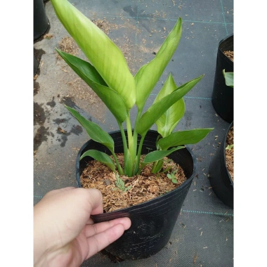 Cây Chuối Thiên Điểu - Cây cảnh, trồng sân vườn, cắm hoa, chỉ 45.000đ (giá gốc 54.900đ)