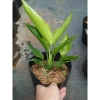 Cây Chuối Thiên Điểu - Cây cảnh, trồng sân vườn, cắm hoa, chỉ 45.000đ (giá gốc 54.900đ) 8