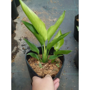 Cây Chuối Thiên Điểu - Cây cảnh, trồng sân vườn, cắm hoa, chỉ 45.000đ (giá gốc 54.900đ)