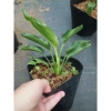 Cây Chuối Thiên Điểu - Cây cảnh, trồng sân vườn, cắm hoa, chỉ 45.000đ (giá gốc 54.900đ) 9