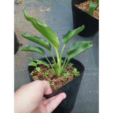 Cây Chuối Thiên Điểu - Cây cảnh, trồng sân vườn, cắm hoa, chỉ 45.000đ (giá gốc 54.900đ) 9 Cây Chuối Thiên Điểu - Cây cảnh, trồng sân vườn, cắm hoa, chỉ 45.000đ (giá gốc 54.900đ) 9