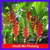 Cây Chuối Thiên Điểu - Cây cảnh, trồng sân vườn, cắm hoa, chỉ 45.000đ (giá gốc 54.900đ) 10