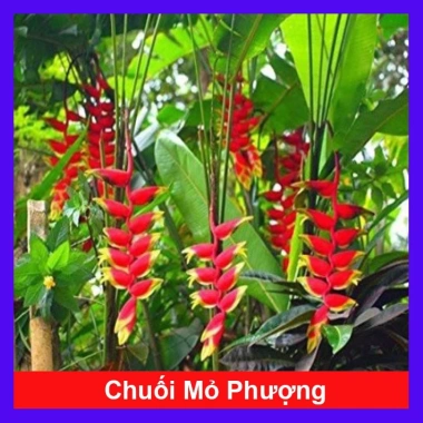 Cây Chuối Thiên Điểu - Cây cảnh, trồng sân vườn, cắm hoa, chỉ 45.000đ (giá gốc 54.900đ) 10 Cây Chuối Thiên Điểu - Cây cảnh, trồng sân vườn, cắm hoa, chỉ 45.000đ (giá gốc 54.900đ) 10
