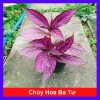 Cây Chùy Hoa Ba Tư Persian Shield lá tím rực rỡ - Giá chỉ 45.000 VND