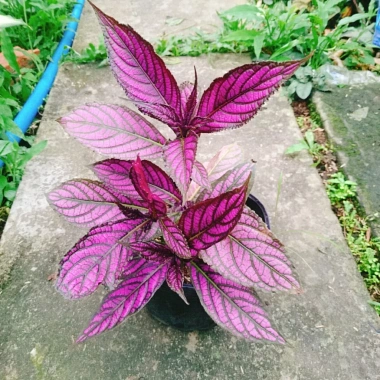 Cây Chùy Hoa Ba Tư Persian Shield lá tím rực rỡ - Giá chỉ 45.000 VND 2