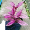 Cây Chùy Hoa Ba Tư Persian Shield lá tím rực rỡ - Giá chỉ 45.000 VND 3