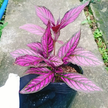 Cây Chùy Hoa Ba Tư Persian Shield lá tím rực rỡ - Giá chỉ 45.000 VND 3