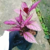 Cây Chùy Hoa Ba Tư Persian Shield lá tím rực rỡ - Giá chỉ 45.000 VND 4