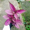 Cây Chùy Hoa Ba Tư Persian Shield lá tím rực rỡ - Giá chỉ 45.000 VND 5