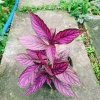 Cây Chùy Hoa Ba Tư Persian Shield lá tím rực rỡ - Giá chỉ 45.000 VND 6