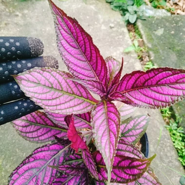 Cây Chùy Hoa Ba Tư Persian Shield lá tím rực rỡ - Giá chỉ 45.000 VND 7