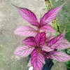 Cây Chùy Hoa Ba Tư Persian Shield lá tím rực rỡ - Giá chỉ 45.000 VND 8
