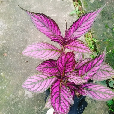 Cây Chùy Hoa Ba Tư Persian Shield lá tím rực rỡ - Giá chỉ 45.000 VND 8