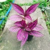 Cây Chùy Hoa Ba Tư Persian Shield lá tím rực rỡ - Giá chỉ 45.000 VND 9