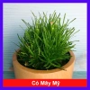 Cây cỏ mây mỹ - Cây cảnh để bàn, giảm giá 18.000đ, tạo không gian xanh mát