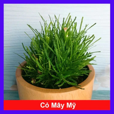 Cây cỏ mây mỹ - Cây cảnh để bàn, giảm giá 18.000đ, tạo không gian xanh mát