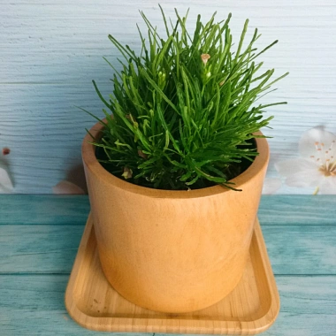 Cây cỏ mây mỹ - Cây cảnh để bàn, giảm giá 18.000đ, tạo không gian xanh mát