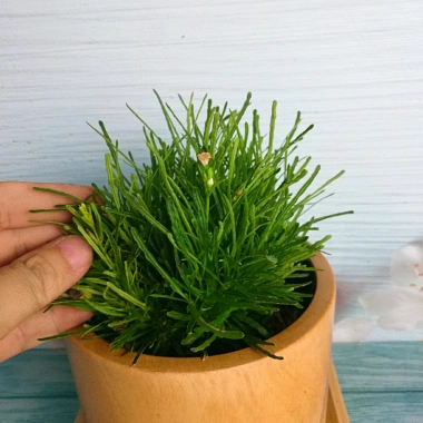 Cây cỏ mây mỹ - Cây cảnh để bàn, giảm giá 18.000đ, tạo không gian xanh mát