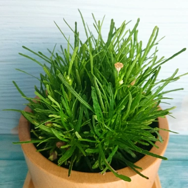 Cây cỏ mây mỹ - Cây cảnh để bàn, giảm giá 18.000đ, tạo không gian xanh mát