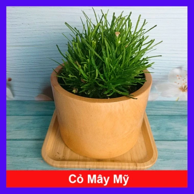Cây cỏ mây mỹ - Cây cảnh để bàn, giảm giá 18.000đ, tạo không gian xanh mát