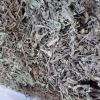 Cây cỏ mực (nhọ nồi) 2kg - Giá chỉ 89.000đ, tươi sạch, dinh dưỡng cho vườn 2