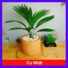 Cây Cọ Nhật Mini - Cây Cảnh Nhỏ Giá Rẻ 35.000đ, Giảm Giá Đặc Biệt cho không gian sống