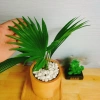 Cây Cọ Nhật Mini - Cây Cảnh Nhỏ Giá Rẻ 35.000đ, Giảm Giá Đặc Biệt cho không gian sống 5