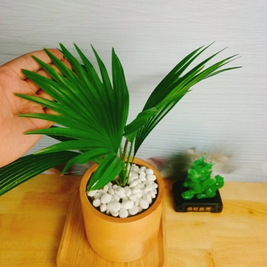 Cây Cọ Nhật Mini - Cây Cảnh Nhỏ Giá Rẻ 35.000đ, Giảm Giá Đặc Biệt cho không gian sống 5