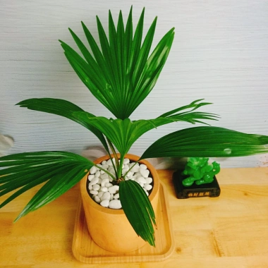 Cây Cọ Nhật Mini - Cây Cảnh Nhỏ Giá Rẻ 35.000đ, Giảm Giá Đặc Biệt cho không gian sống 9