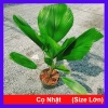 Cây Cọ Nhật size lớn 50-100cm - Cây cảnh phong thủy, lá xanh mướt, trang trí nội thất, giá 75.000đ