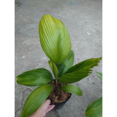 Cây Cọ Nhật size lớn 50-100cm - Cây cảnh phong thủy, lá xanh mướt, trang trí nội thất, giá 75.000đ 2