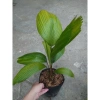 Cây Cọ Nhật size lớn 50-100cm - Cây cảnh phong thủy, lá xanh mướt, trang trí nội thất, giá 75.000đ 3