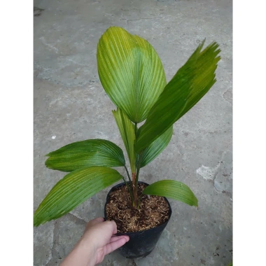 Cây Cọ Nhật size lớn 50-100cm - Cây cảnh phong thủy, lá xanh mướt, trang trí nội thất, giá 75.000đ 3