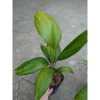 Cây Cọ Nhật size lớn 50-100cm - Cây cảnh phong thủy, lá xanh mướt, trang trí nội thất, giá 75.000đ 4