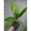 Cây Cọ Nhật size lớn 50-100cm - Cây cảnh phong thủy, lá xanh mướt, trang trí nội thất, giá 75.000đ 5