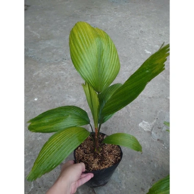 Cây Cọ Nhật size lớn 50-100cm - Cây cảnh phong thủy, lá xanh mướt, trang trí nội thất, giá 75.000đ 5